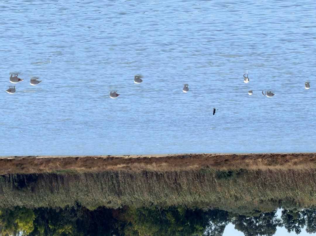 Parco Naturale Molentargius-Saline-卡利亚里省必去景点