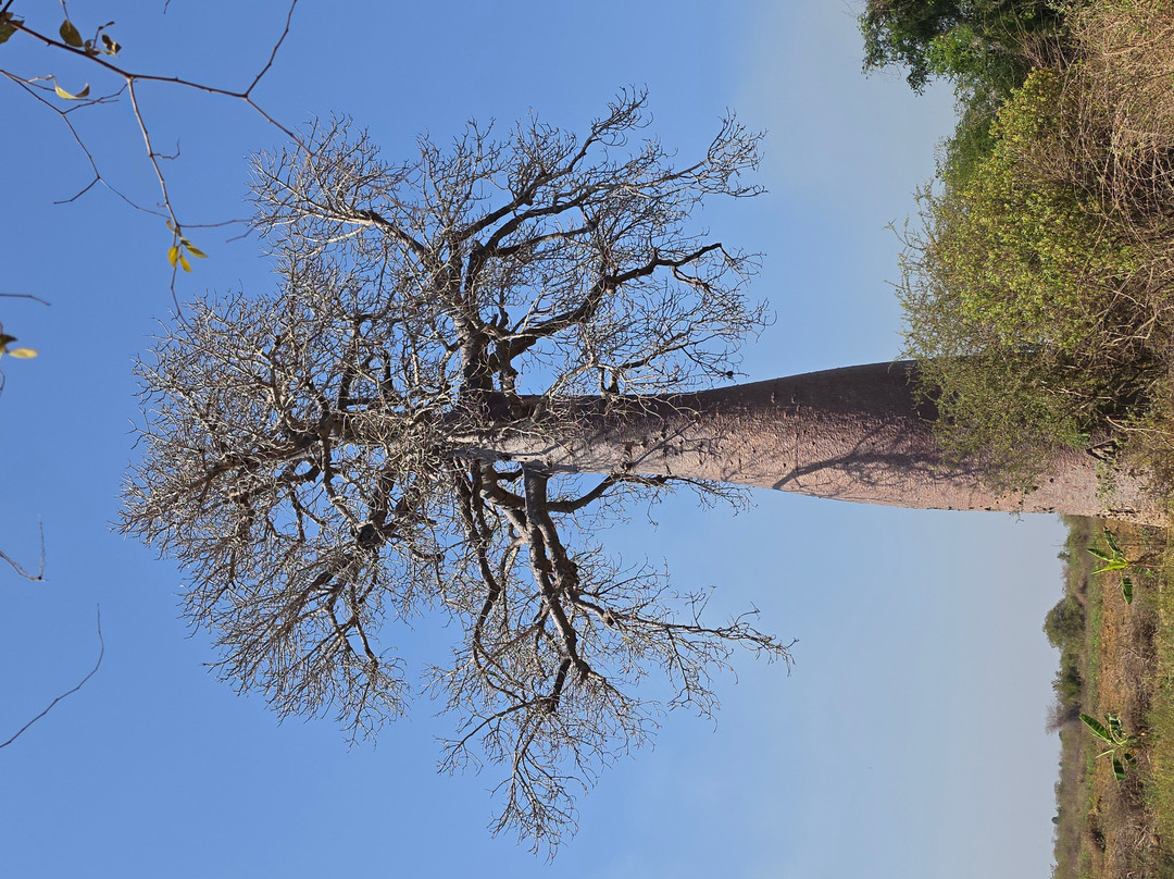 Avenue of the Baobabs-Morondava必去景点