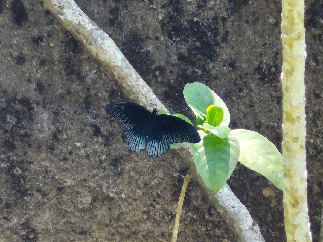 Kemenuh Butterfly Park-Kemenuh必去景点
