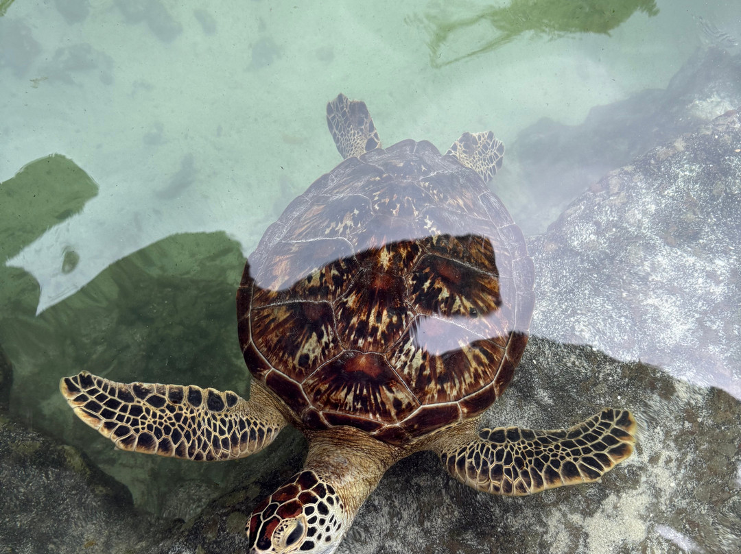 Baraka Natural Aquarium - Nungwi-孥归必去景点