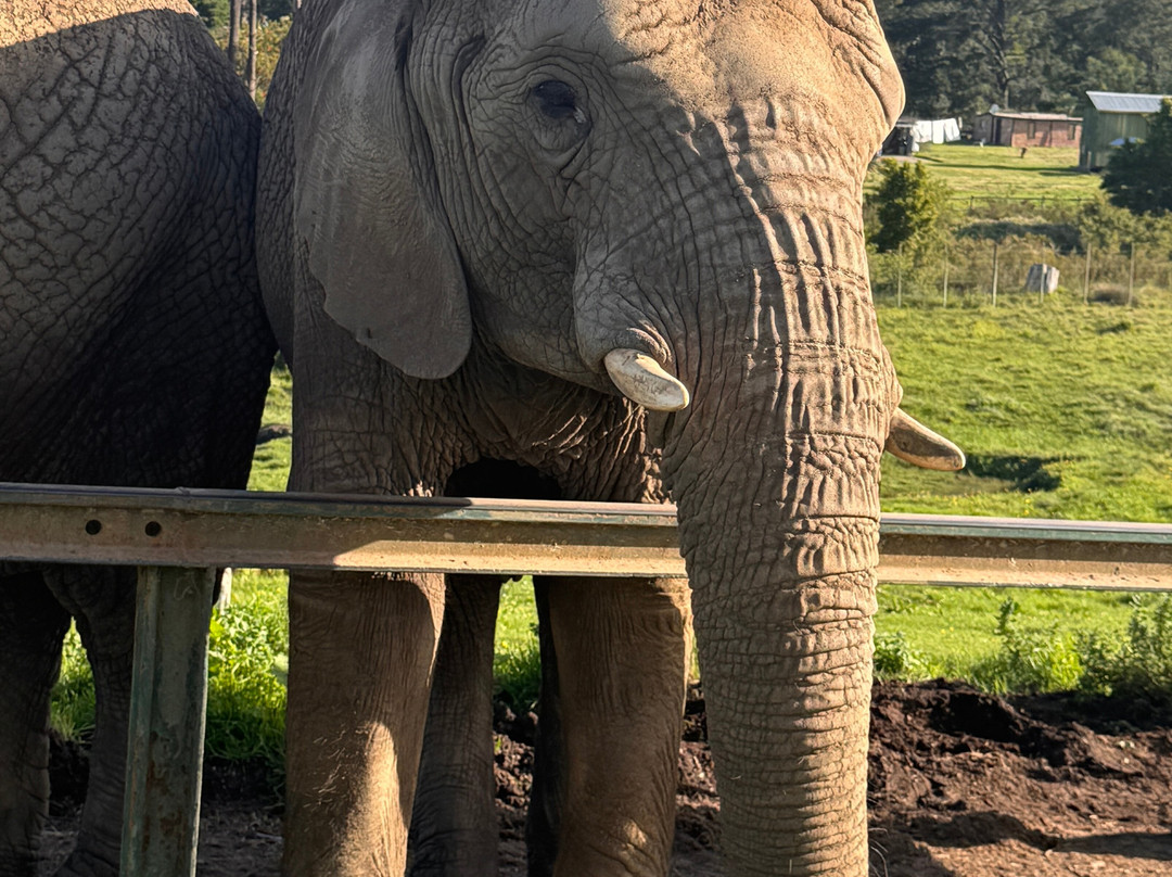 Elephant Sanctuary The Crags-The Crags必去景点