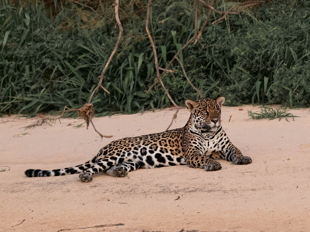 Olsen Photo Tours - Wildlife Experiences-Porto Jofre必去景点
