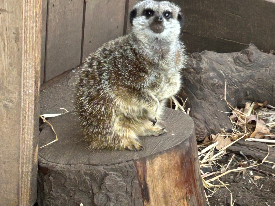 Lucky Tails Alpaca Farm-Atherstone必去景点