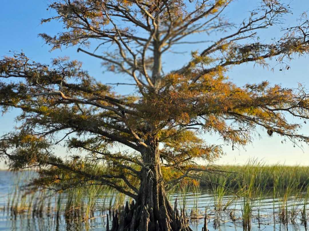 Airboat Express - Tours-Spanish Fort必去景点