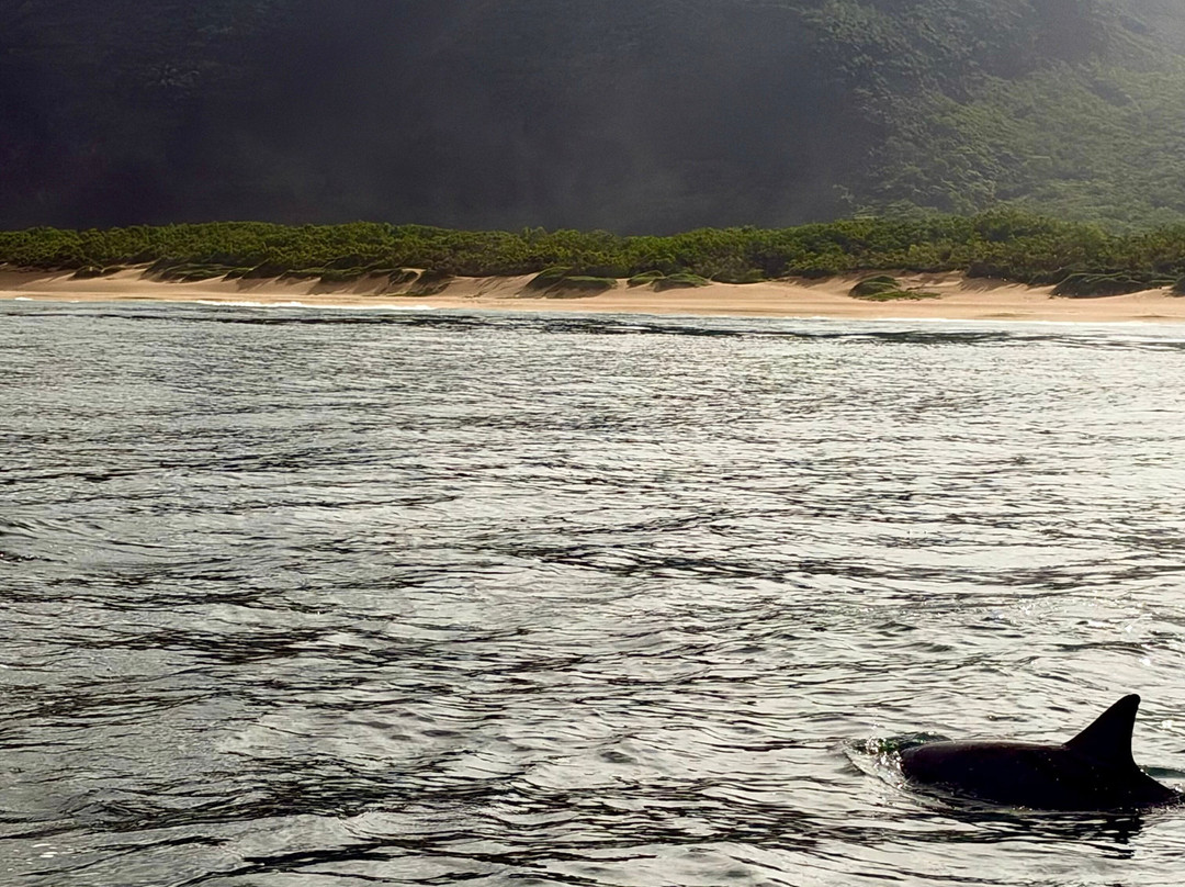 Kauai Sea Tours-埃里埃利必去景点