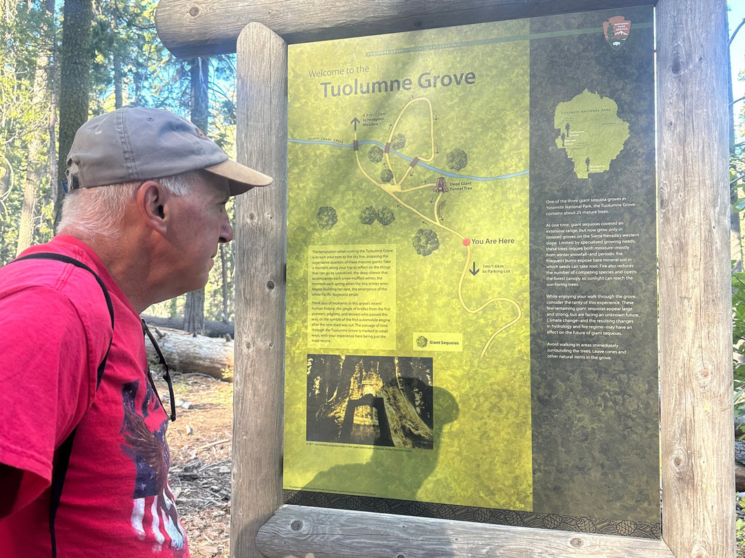 Tuolumne Grove of Giant Sequoias-优胜美地国家公园必去景点