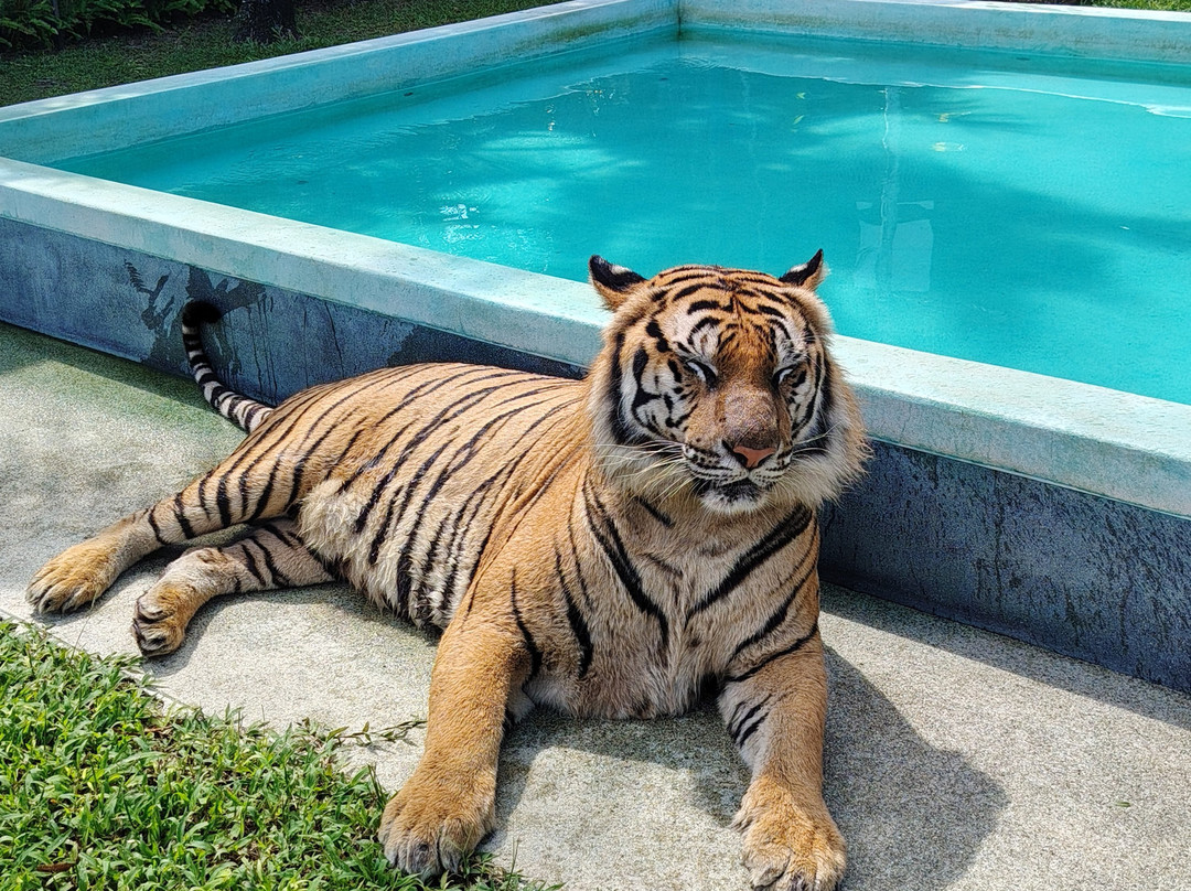 Tiger PARK Phuket-查龙必去景点