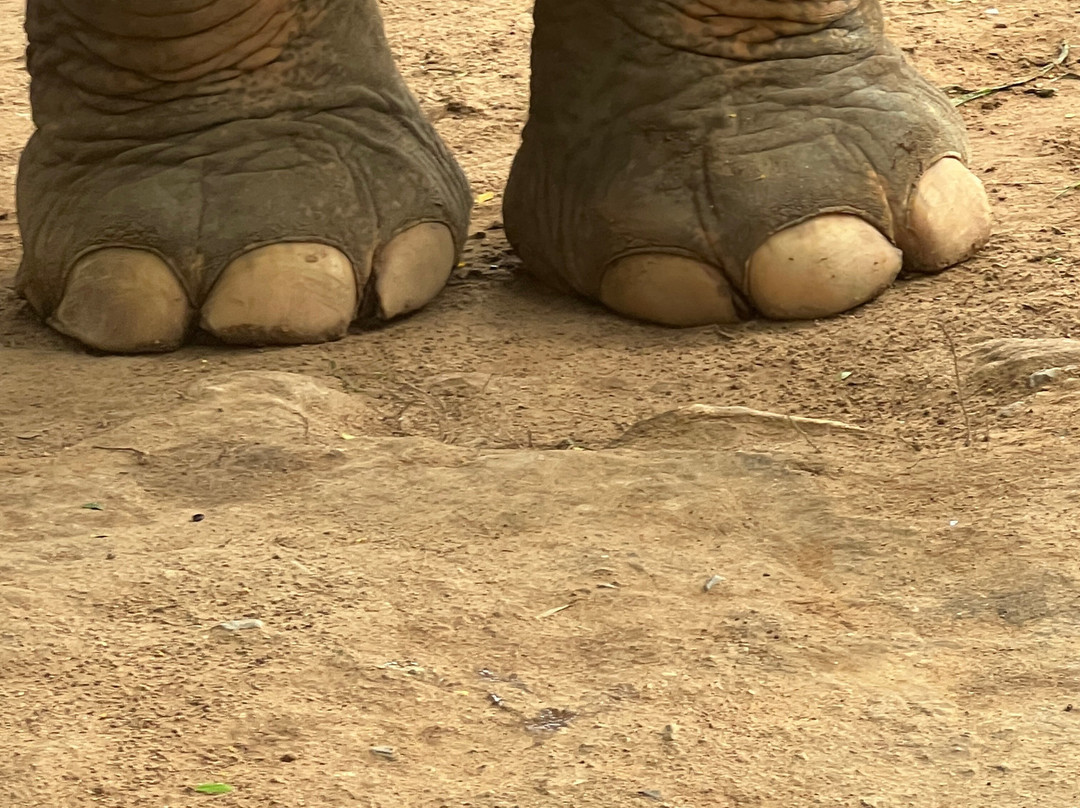 Samui Elephant Sanctuary-波普特必去景点