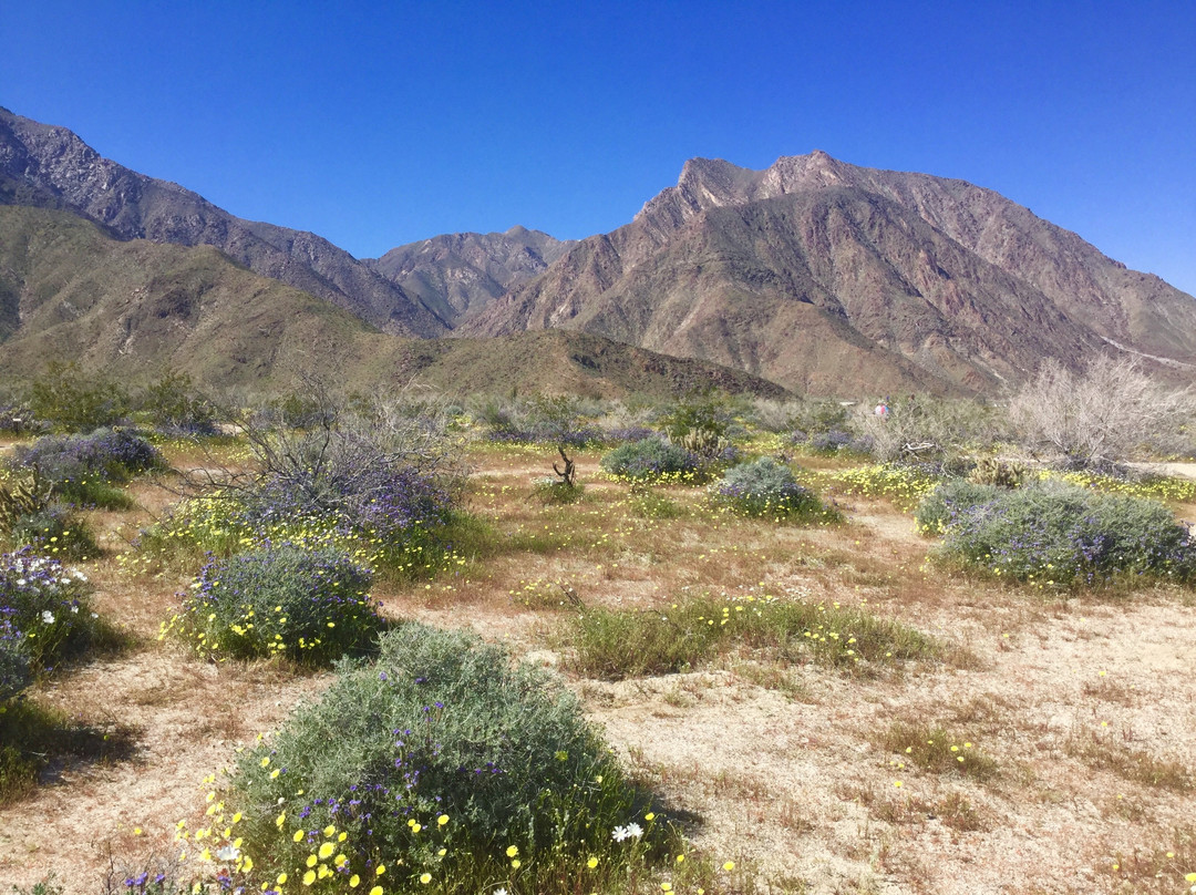 Desert Gardens景点图片