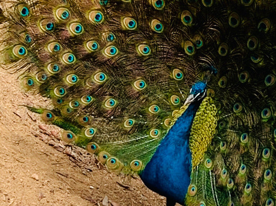 Thermas Hotel Walter World