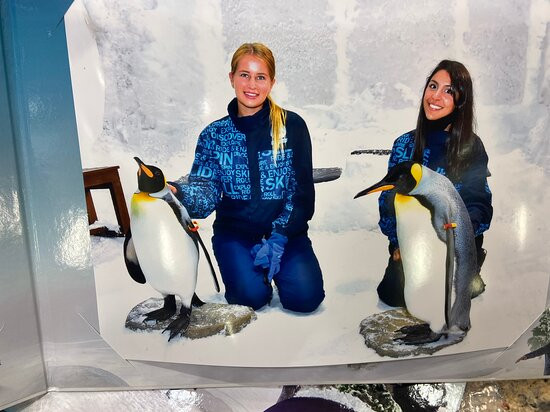 Snow Penguins at Ski Dubai景点图片