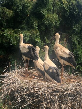 Cigoland - Parc des Cigognes et Attractions景点图片