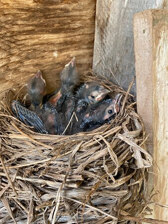 The Lookout Inn主图