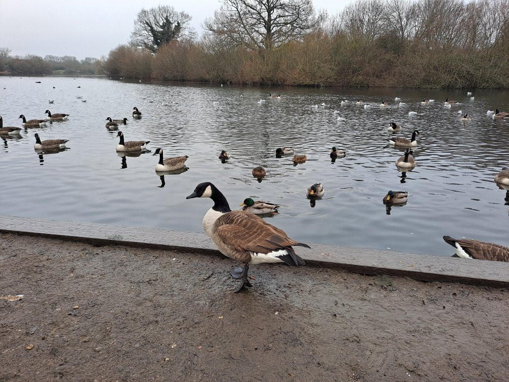 Dinton Pastures Country Park景点图片