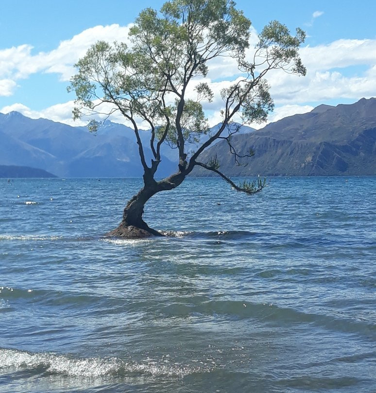 That Wanaka Tree-瓦纳卡必去景点