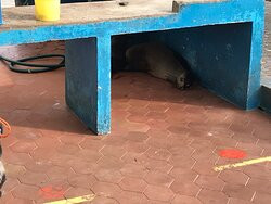 Santa Cruz Fish Market景点图片