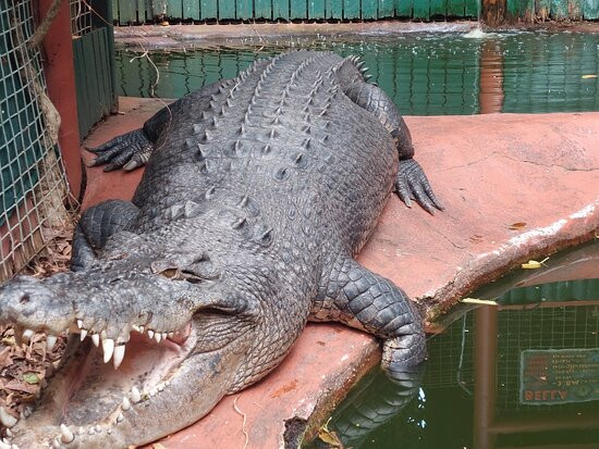 Marineland Melanesia Crocodile Habitat景点图片