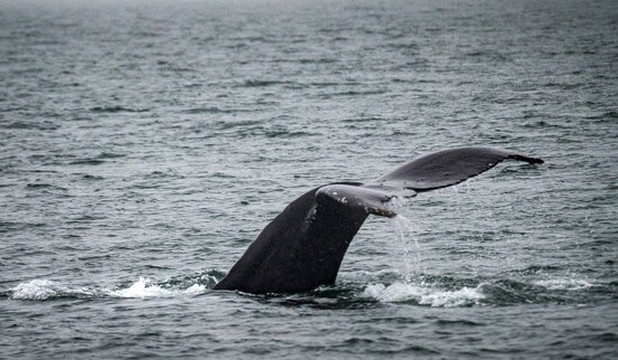 Whale Watching and Wildlife Tours-朱诺必去景点