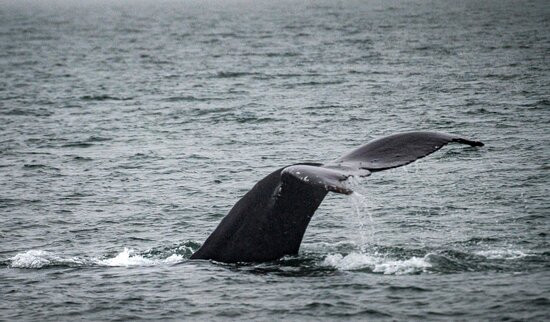 Whale Watching and Wildlife Tours景点图片