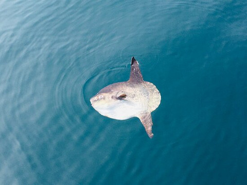 Velero Intrepido-埃斯特波纳必去景点