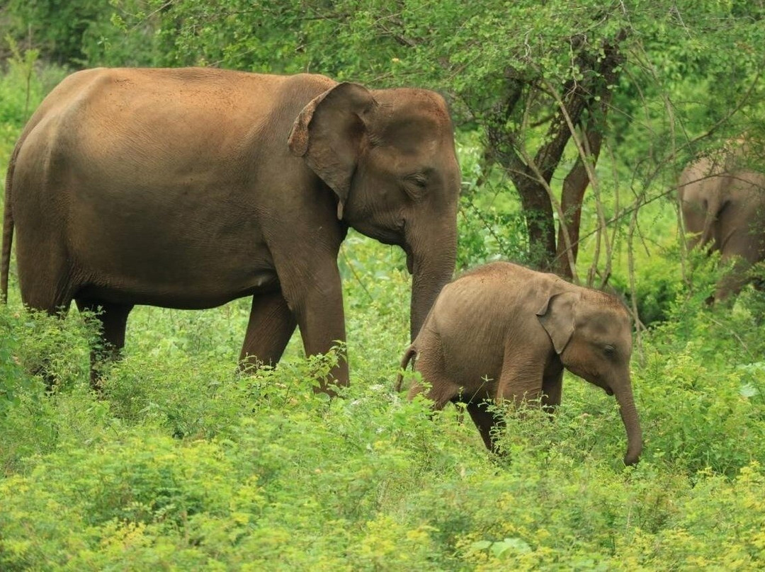 Udawalawe Wild Safari Tours-乌达瓦拉瓦必去景点