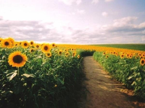 Nayoro Chiebun Sunflower Farm景点图片