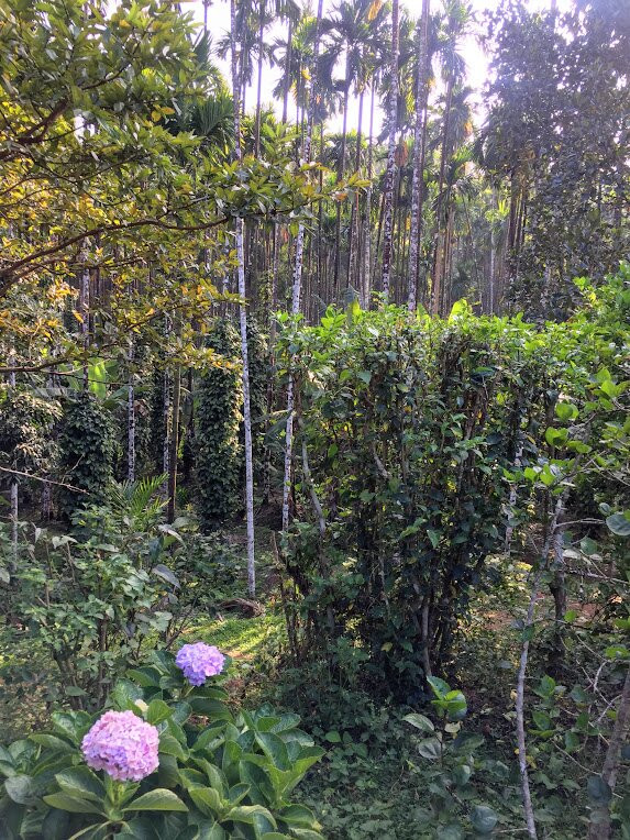 Inchara Homestay主图