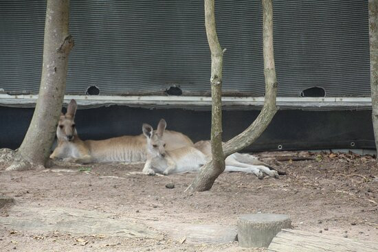 Fraser Coast Wildlife Sanctuary景点图片