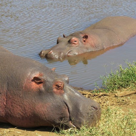 Tupo Africa Tours-乞力马扎罗山国家公园必去景点