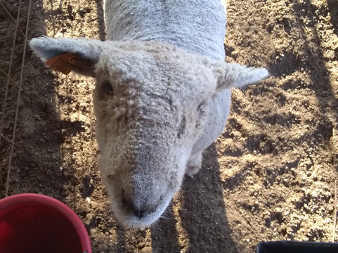 George West旅游攻略图片