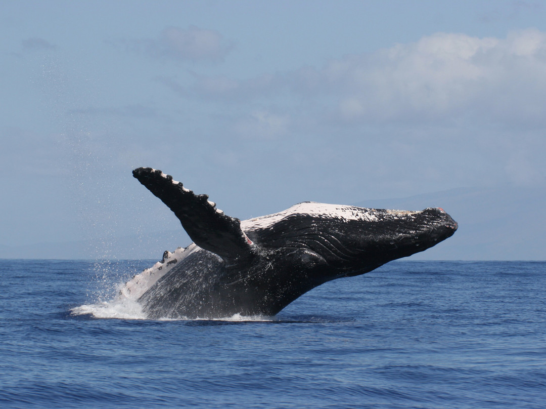 夏威夷座头鲸国家海洋保护景点图片