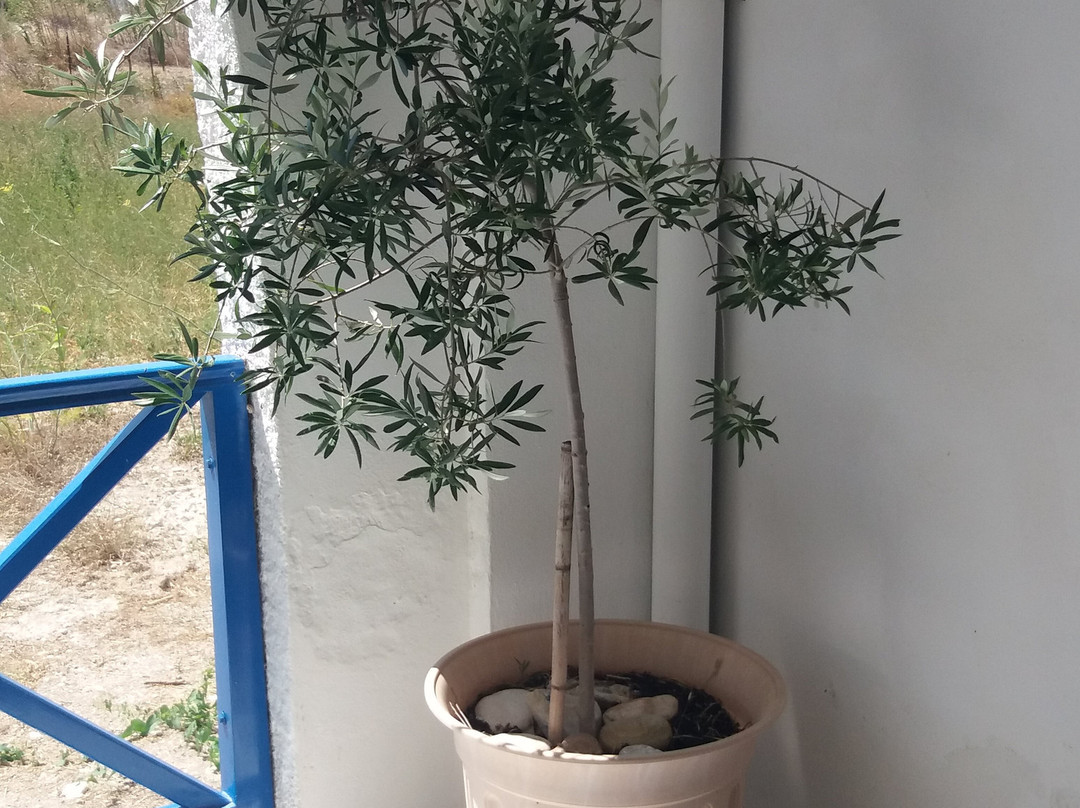 Aegialis Studios & Rooms主图