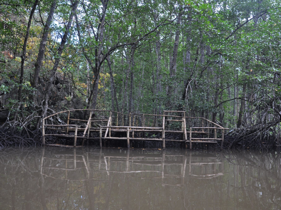 Mangrove River景点图片