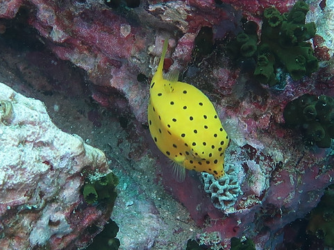 Pimp My Dive Scuba Dive Center-涛岛必去景点