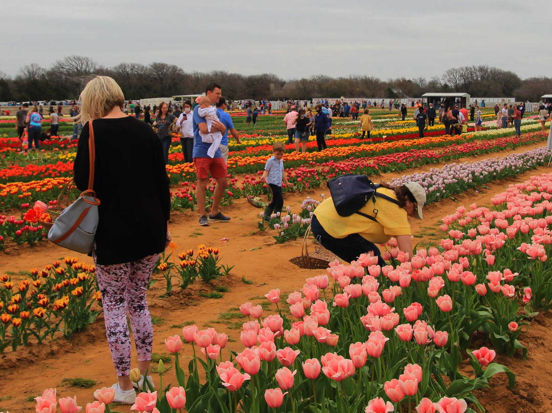 Texas Tulips-Pilot Point必去景点