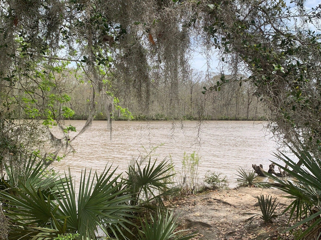 Palmetto Island State Park景点图片