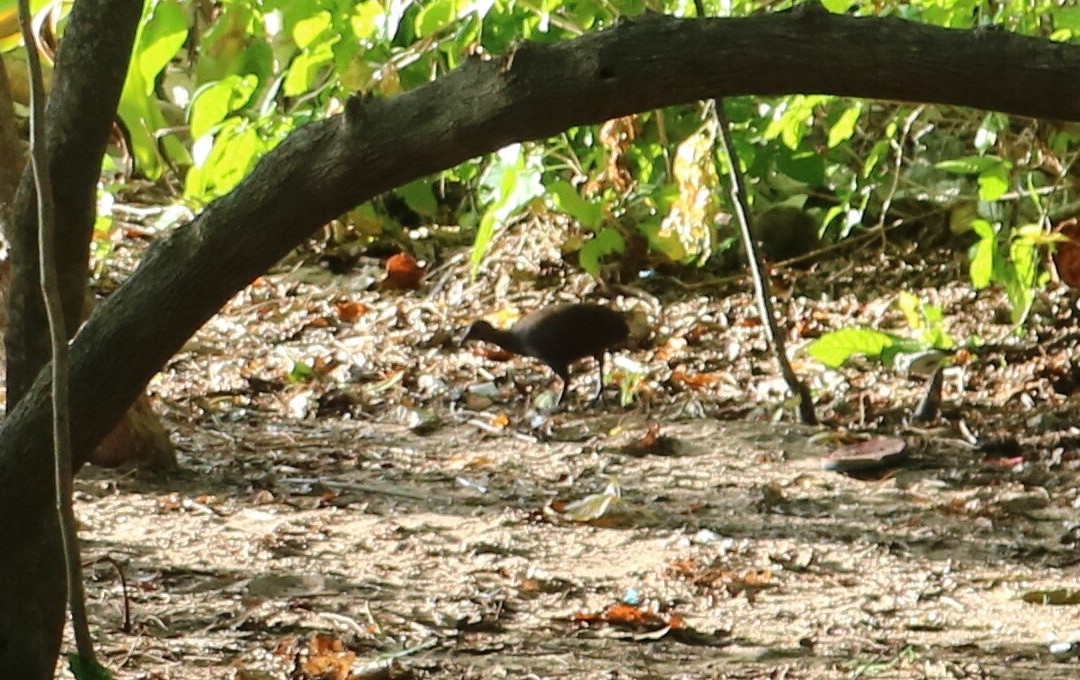 Minasawa Bird Sanctuary景点图片