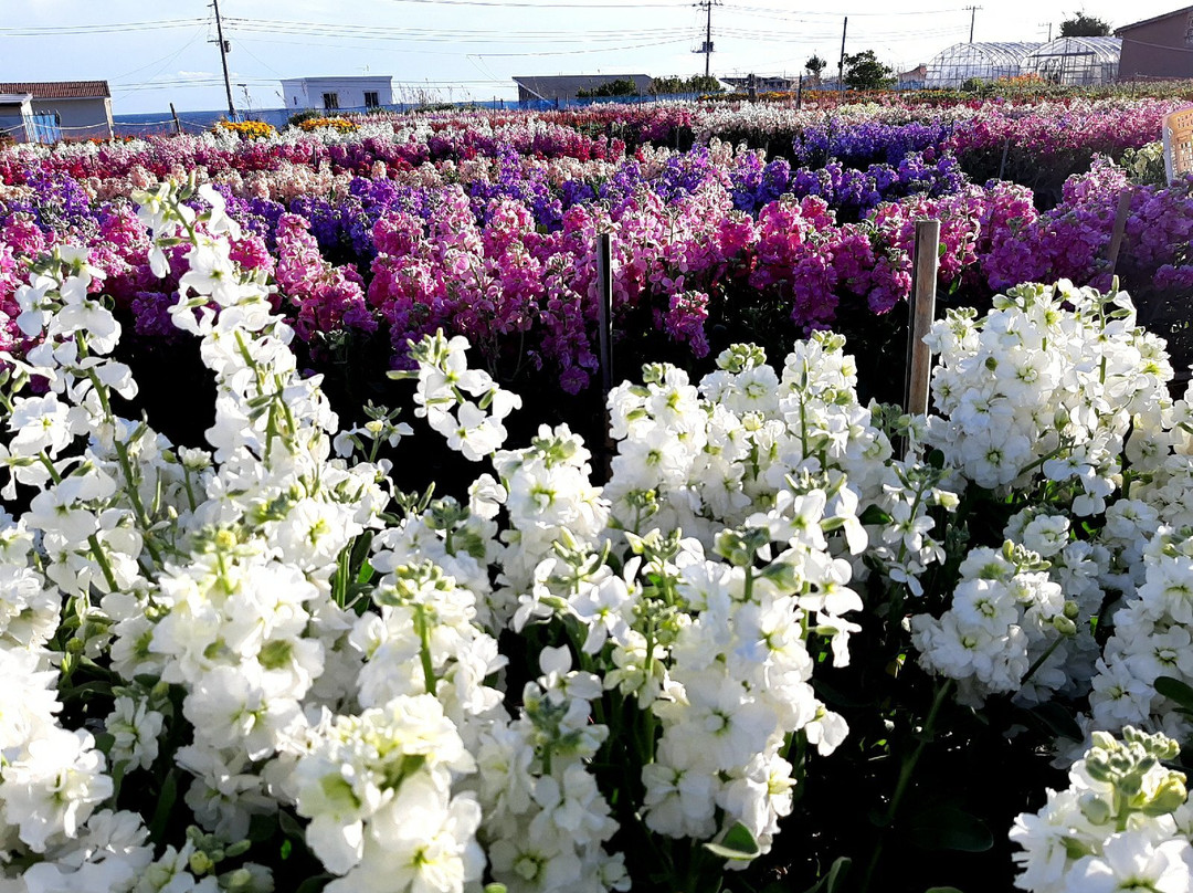 Shiramazu Flower Garden-南房总市必去景点