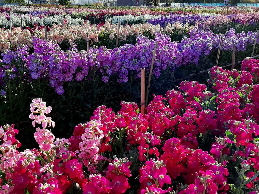 Shiramazu Flower Garden-南房总市必去景点