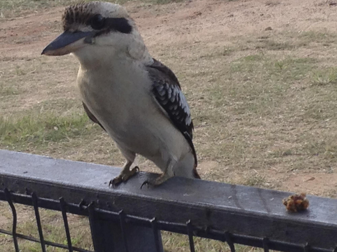 Innot Hot Springs酒店住宿-Mount Garnet Travellers Park