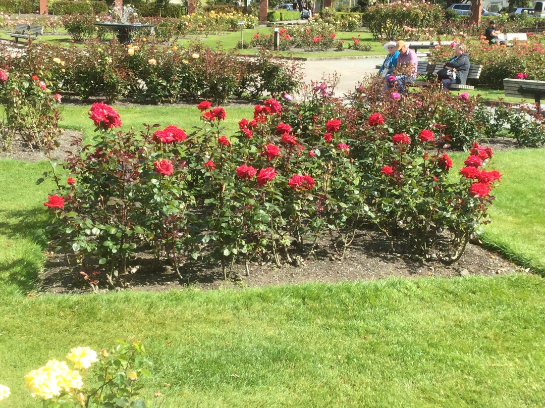 Lady Norwood Rose Garden景点图片