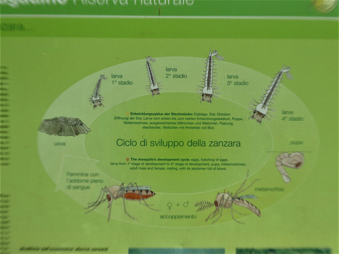 Naturreservat Bolle die Magadino景点图片