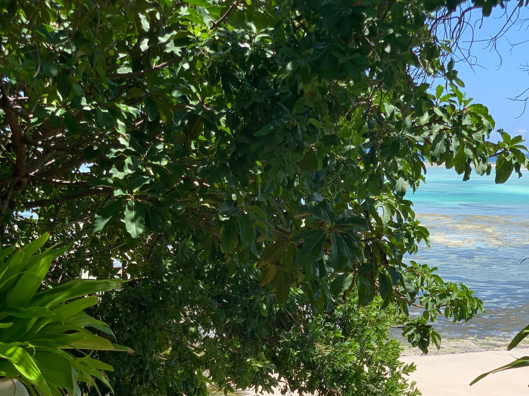 Pearl Beach By Sansi主图