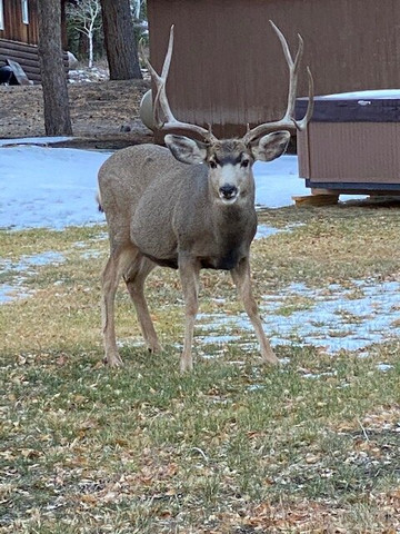 The Matterhorn Motel主图
