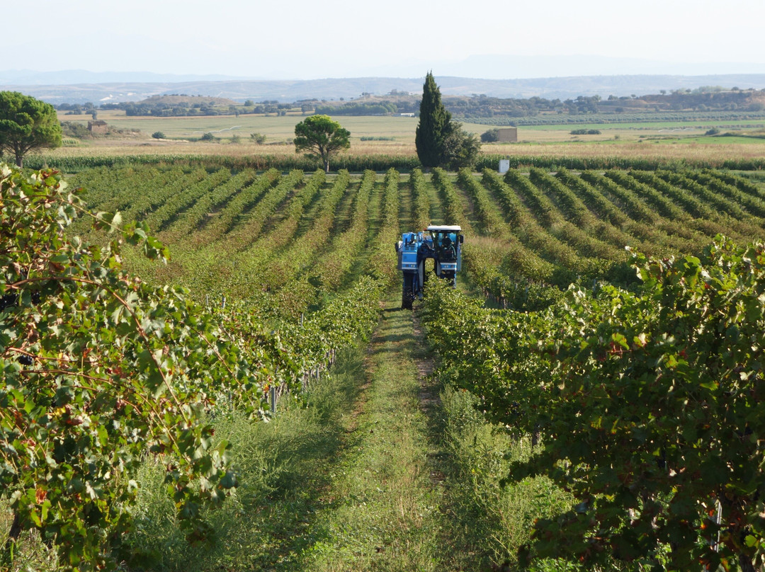 Bodegas Monte Odina, SLU