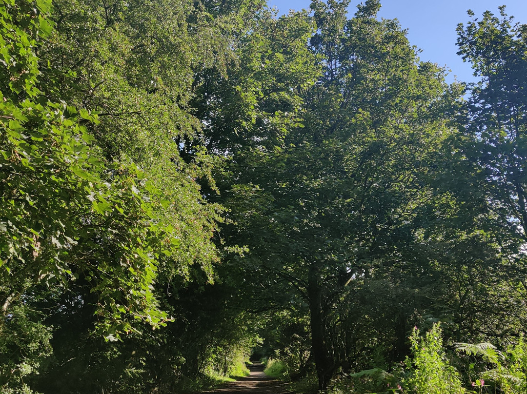 Flatts Lane Woodland Country Park-米德尔斯堡必去景点
