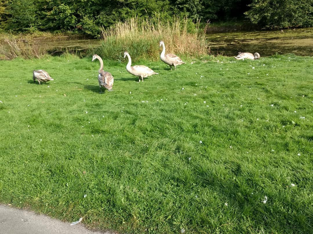 Sankey Valley Park-沃灵顿必去景点
