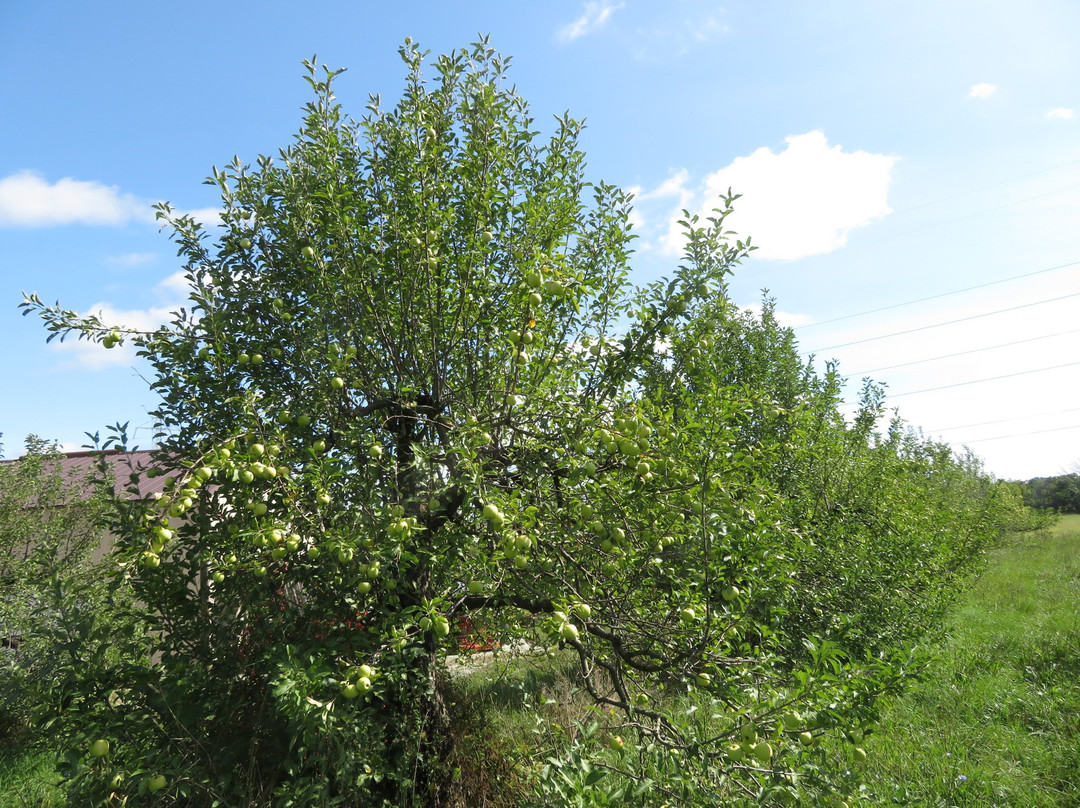 The Orchard Store at Old Homestead景点图片