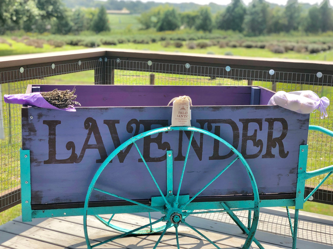 Luling Lavender Fields景点图片
