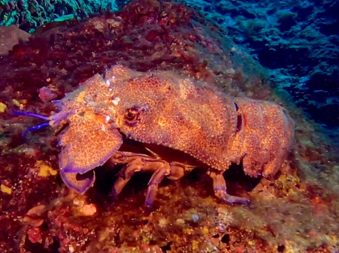 Indigo Dive Mondragó-Cala Mondrago必去景点